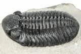 Prone Pedinopariops Trilobite - Mrakib, Morocco #287673-2